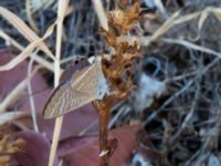 Lampides boeticus Elounda, Crete, Greece 20140725_0105