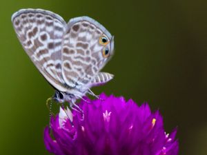 Leptotes pirithous - Lang's Short-tailed Blue - Mindre långsvansad blåvinge