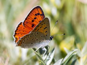 Lycaena alciphron - Purple-shot Copper - Ametistguldvinge