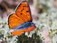 Lycaena alciphron Nemrut Dagi, Turkey 20120704B 174