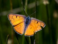 Lycaena alciphron Nemrut Dagi, Turkey 20120704B 526