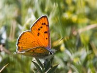 Lycaena alciphron ad male Nemrut Dagi, Turkey 20120704B 063