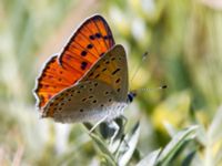 Lycaena alciphron ad male Nemrut Dagi, Turkey 20120704B 068