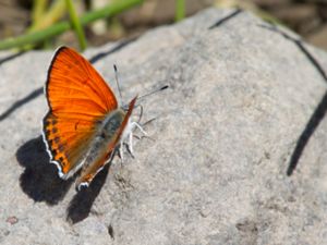 Lycaena kurdistanica - Kurdish Fiery Copper - Kurdguldvinge