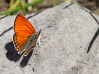 Lycaena kurdistanica ad male Nemrut Dagi, Turkey 20120704 307