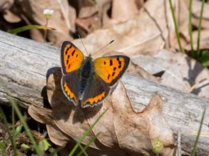 Lycaena phlaeas - Small Copper - Mindre guldvinge