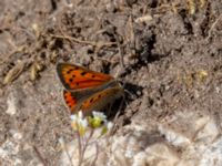 Lycaena phlaeas Borrebacke, Malmö, Skåne, Sweden 20190511_0040