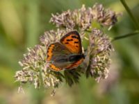 Lycaena phlaeas Gräsfältet SO Lilla kalkbrottet, Klagshamns udde, Malmö, Skåne, Sweden 20220605_0051