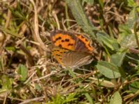 Lycaena phlaeas Käglinge hästbacke, Malmö, Skåne, Sweden 20220810_0114