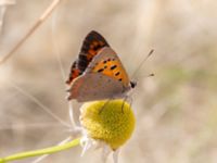 Lycaena phlaeas Norra hamnen, Malmö, Skåne, Sweden 20210723_0020