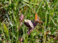 Lycaena phlaeas Sjöbobadet, Kävlinge, Skåne, Sweden 20190512_0068