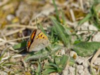 Lycaena phlaeas Trollskogen, Klagshamns udde, Malmö, Skåne, Sweden 20190426_0006