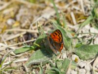 Lycaena phlaeas Trollskogen, Klagshamns udde, Malmö, Skåne, Sweden 20190426_0013