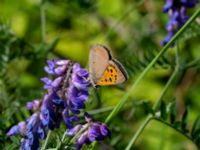 Lycaena phlaeas Ulricedal, Malmö, Skåne, Sweden 20190705_0040