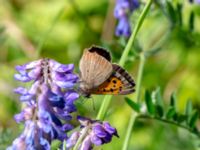 Lycaena phlaeas Ulricedal, Malmö, Skåne, Sweden 20190705_0041