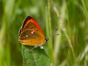 Lycaena virgaureae - Scarce Copper - Vitfläckig guldvinge