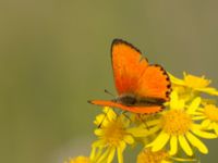 Lycaena virgaureae Everöds motorcrossbana, Kristianstad, Skåne, Sweden 20140717_0032