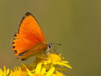 Lycaena virgaureae Everöds motorcrossbana, Kristianstad, Skåne, Sweden 20140717_0035