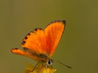 Lycaena virgaureae Everöds motorcrossbana, Kristianstad, Skåne, Sweden 20140717_0036