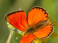 Lycaena virgaureae male Everöds gamla banvall, Kristianstad, Skåne, Sweden 20130713-24