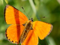 Lycaena virgaureae male Everöds gamla banvall, Kristianstad, Skåne, Sweden 20130713-28