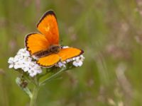 Lycaena virgaureae male Snörum, Västervik, Småland, Sweden 20150712_0019