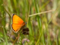 Lycaena virgaureae male Vombs västra vattenverksdammar, Lund, Skåne, Sweden 20120713 095