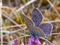 Maculinea arion Everöds gamla banvall, Kristianstad, Skåne, Sweden 20140717_0160