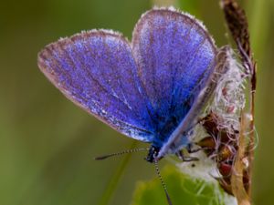 Phengaris alcon - Alcon Blue - Alkonblåvinge