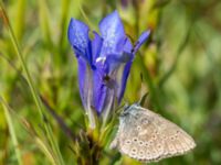 Phengaris alcon Hunneröds mosse, Skurup, Skåne, Sweden 20170713_0007