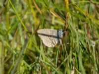 Phengaris alcon Hunneröds mosse, Skurup, Skåne, Sweden 20170713_0013