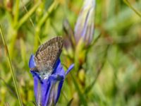 Phengaris alcon Hunneröds mosse, Skurup, Skåne, Sweden 20170713_0018