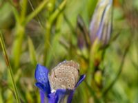 Phengaris alcon Hunneröds mosse, Skurup, Skåne, Sweden 20170713_0020