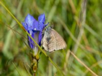 Phengaris alcon Hunneröds mosse, Skurup, Skåne, Sweden 20170713_0023