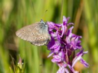 Phengaris alcon Hunneröds mosse, Skurup, Skåne, Sweden 20170713_0028