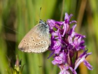 Phengaris alcon Hunneröds mosse, Skurup, Skåne, Sweden 20170713_0032