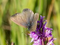 Phengaris alcon Hunneröds mosse, Skurup, Skåne, Sweden 20170713_0036