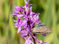 Phengaris alcon Hunneröds mosse, Skurup, Skåne, Sweden 20170713_0042