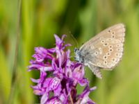 Phengaris alcon Hunneröds mosse, Skurup, Skåne, Sweden 20170713_0047