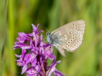 Phengaris alcon Hunneröds mosse, Skurup, Skåne, Sweden 20170713_0049