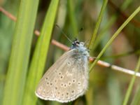 Phengaris alcon Hunneröds mosse, Skurup, Skåne, Sweden 20170713_0057