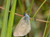 Phengaris alcon Hunneröds mosse, Skurup, Skåne, Sweden 20170713_0061