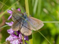 Phengaris alcon Hunneröds mosse, Skurup, Skåne, Sweden 20170713_0063