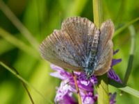 Phengaris alcon Hunneröds mosse, Skurup, Skåne, Sweden 20170713_0068