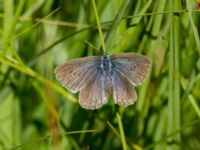 Phengaris alcon Hunneröds mosse, Skurup, Skåne, Sweden 20170713_0081