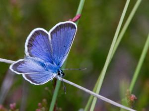 Plebejus argus - Silver-studded Blue - Ljungblåvinge