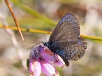 Plebejus argiolus Traneröds mosse, Svalöv, Skåne, Sweden 20140720_0136