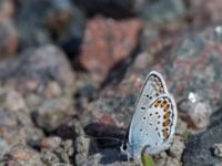 Plebejus argus Fjärilsvägen, Grinduga, Gävle, Gästrikland, Sweden 20150705_1164