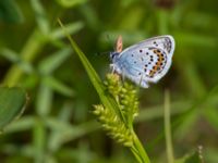 Plebejus argus Fjärilsvägen, Grinduga, Gävle, Gästrikland, Sweden 20150705_1193