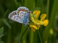 Plebejus argus Fjärilsvägen, Grinduga, Gävle, Gästrikland, Sweden 20150705_1226